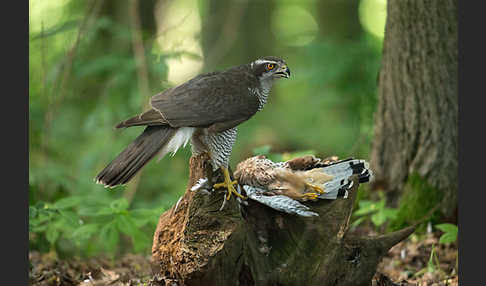 Turmfalke (Falco tinnunculus)