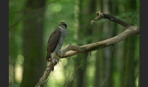 Habicht (Accipiter gentilis)