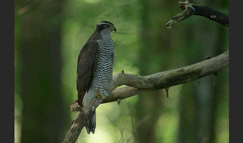 Habicht (Accipiter gentilis)