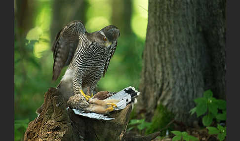 Turmfalke (Falco tinnunculus)