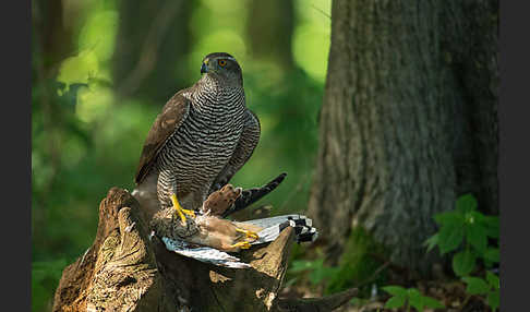 Turmfalke (Falco tinnunculus)