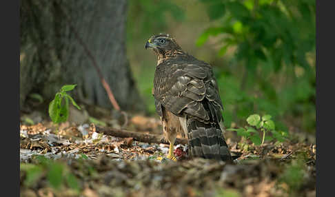 Habicht (Accipiter gentilis)