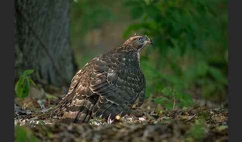 Habicht (Accipiter gentilis)