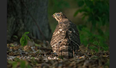 Habicht (Accipiter gentilis)