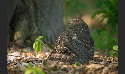 Habicht (Accipiter gentilis)