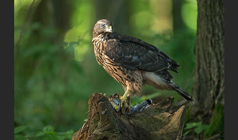 Turmfalke (Falco tinnunculus)