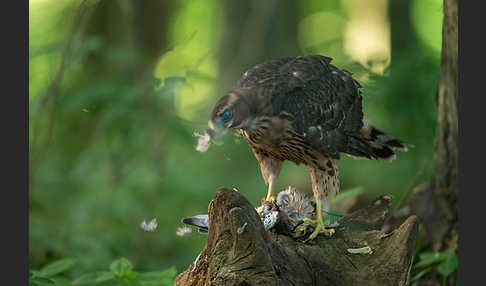 Turmfalke (Falco tinnunculus)