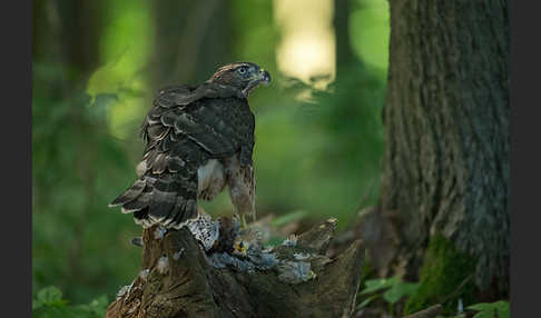 Turmfalke (Falco tinnunculus)