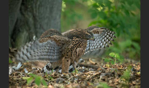 Habicht (Accipiter gentilis)