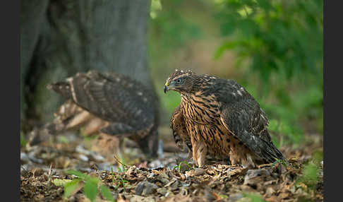 Habicht (Accipiter gentilis)