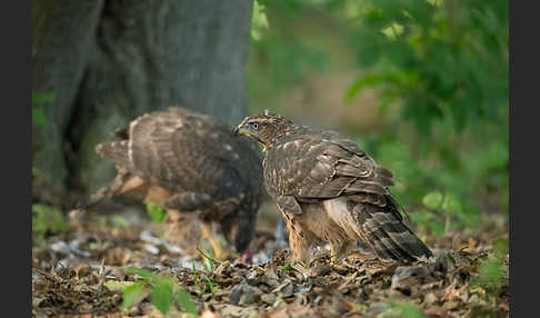 Habicht (Accipiter gentilis)