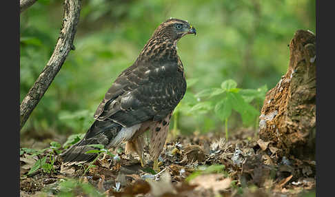 Habicht (Accipiter gentilis)