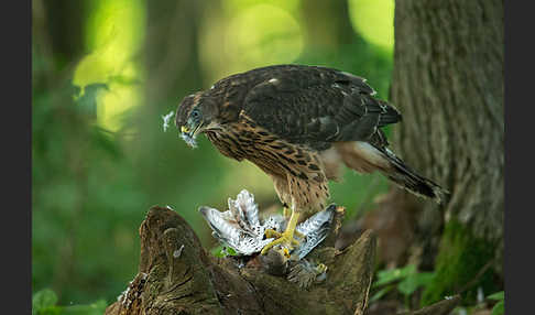 Turmfalke (Falco tinnunculus)