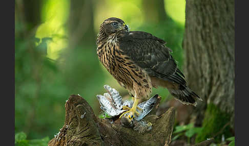 Turmfalke (Falco tinnunculus)