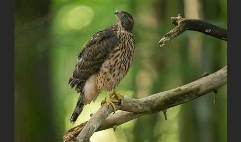 Habicht (Accipiter gentilis)