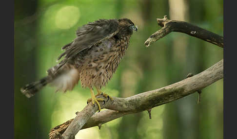 Habicht (Accipiter gentilis)