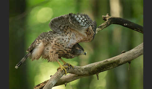 Habicht (Accipiter gentilis)