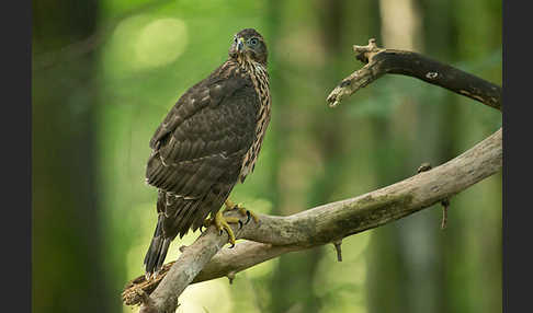 Habicht (Accipiter gentilis)