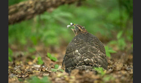 Habicht (Accipiter gentilis)