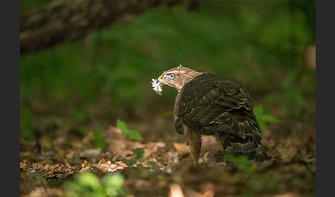 Habicht (Accipiter gentilis)