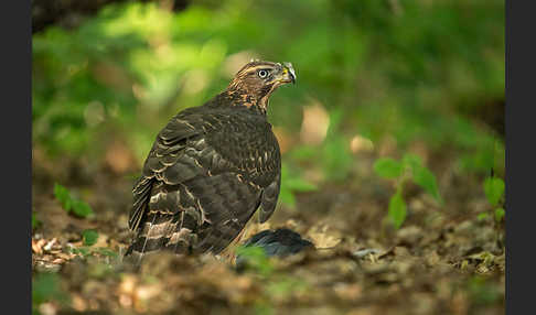 Habicht (Accipiter gentilis)