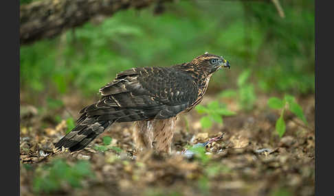 Habicht (Accipiter gentilis)