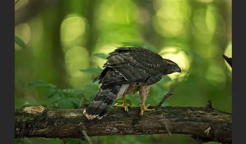 Habicht (Accipiter gentilis)