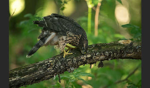 Habicht (Accipiter gentilis)