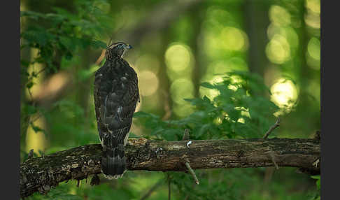 Habicht (Accipiter gentilis)