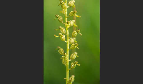 Großes Zweiblatt (Listera ovata)