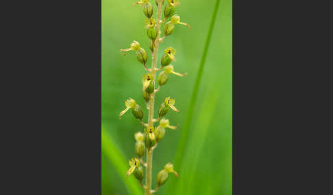 Großes Zweiblatt (Listera ovata)