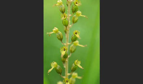 Großes Zweiblatt (Listera ovata)