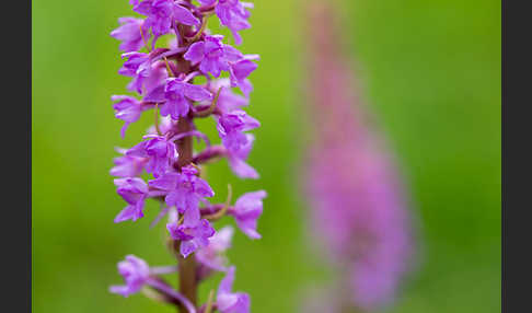 Große Händelwurz (Gymnadenia conopsea)