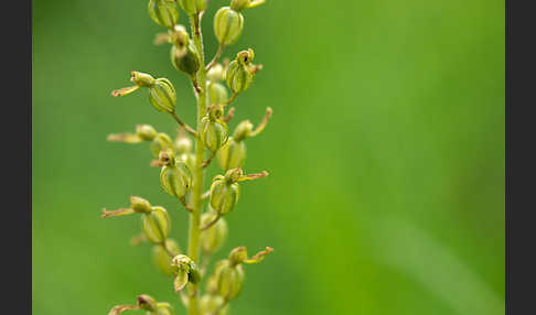 Großes Zweiblatt (Listera ovata)