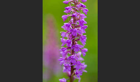 Große Händelwurz (Gymnadenia conopsea)