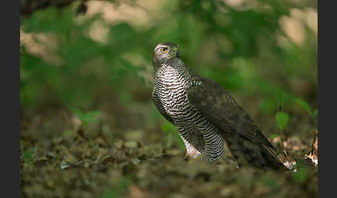 Habicht (Accipiter gentilis)