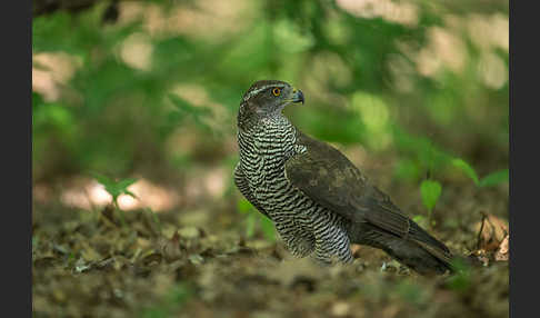 Habicht (Accipiter gentilis)