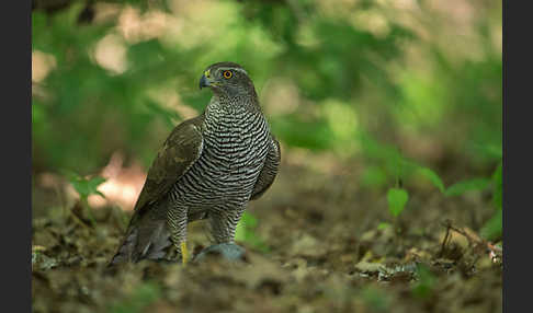 Habicht (Accipiter gentilis)