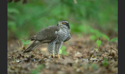 Habicht (Accipiter gentilis)