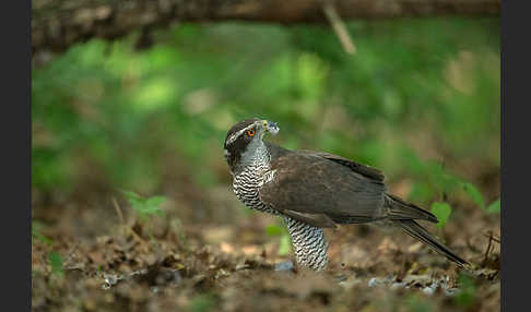 Habicht (Accipiter gentilis)