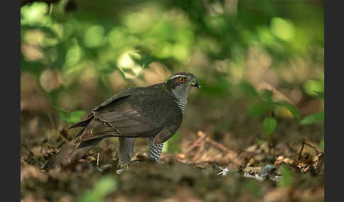 Habicht (Accipiter gentilis)