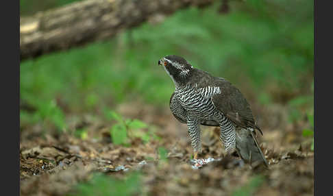 Habicht (Accipiter gentilis)