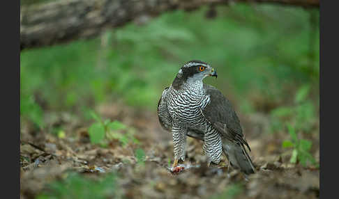 Habicht (Accipiter gentilis)