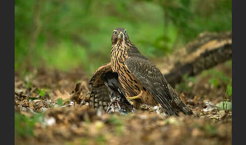 Habicht (Accipiter gentilis)