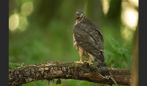 Habicht (Accipiter gentilis)