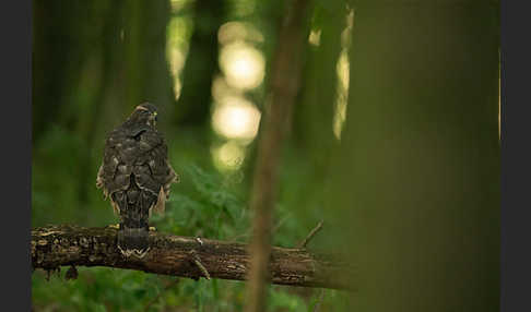 Habicht (Accipiter gentilis)