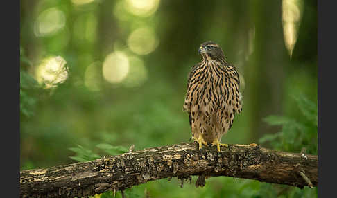 Habicht (Accipiter gentilis)