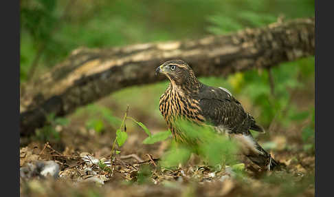 Habicht (Accipiter gentilis)