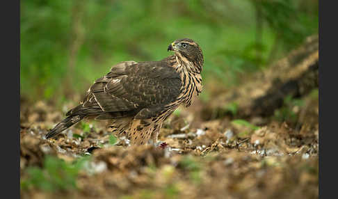 Habicht (Accipiter gentilis)