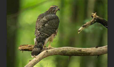 Habicht (Accipiter gentilis)